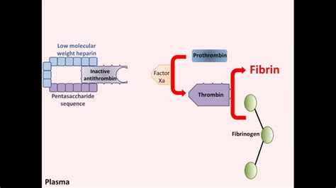 Heparin: Uses, Interactions, Mechanism of Action .